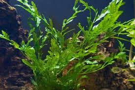 Image result for Bolbitis