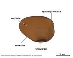 Image result for Millettia oblata