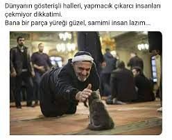 o kedi oyle sevilmez kucagina alacaksin o sana mirmir sarki soyleyecek sokaktaki kedilerim yanaklarimi seviyor benim ey mubarek o kedi resimler kedi iman