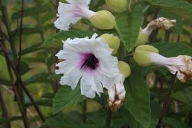 Image result for Astripomoea lachnosperma