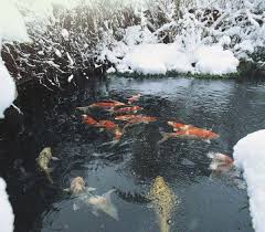 Realistic video wallpaper with colorful koi in the pond. How To Keep A Large Pond From Freezing Ponds Backyard Koi Fish Pond Koi Pond Ideas