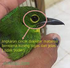 Jurus Jitu Cara Membedakan Cucak Ijo Jantan Dan Betina Mr Kicau