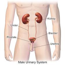 They were also more likely to die of their. Kidney Simple English Wikipedia The Free Encyclopedia