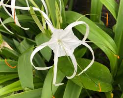 Image result for Ismene narcissiflora