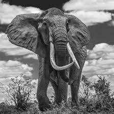 Pin By Felipe Rocha On Ideias Tatoo In 2020 David Yarrow Elephant Photo