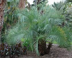 Image result for Faroa pusilla