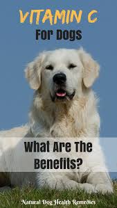 Doginfo Vitamin C For Dogs Dog Vitamin Dog Benefits