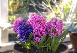 Once the leaves start to emerge, it takes about 3 weeks for the flowers to open. Hyacinth Indoor Plant Care Growing Guide