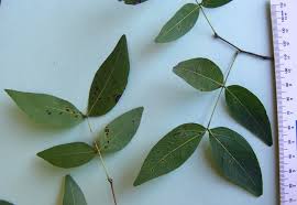 Image result for Brachystegia