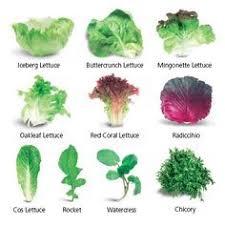Types Of Lettuce With Pictures And Names Google Search In