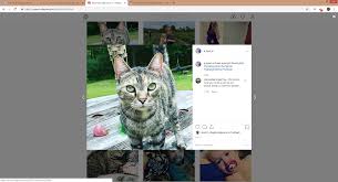 Featured lost & found pets register: View Lost And Found Pet Listings From Johnston County Animal Services