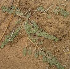 Image result for Euphorbia granulata