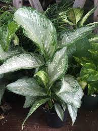 Dieffenbachia Tropical Tiki Plants Planting Flowers Indoor Plants