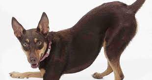 When To Desex Or Spay A Kelpie Sized Dog Walkerville Vet