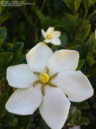 Gardenia Jasminoides White Gem Aka Fragrant Star Flowers Planting Flowers Flower Garden