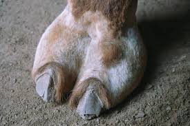 It includes to end production with fur by the end of 2022. Moose Animal Knuckle
