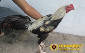 Ayam pama kradungton memiliki ukuran dan struktur pertulangan yang lebih besar dengan bobot berkisar 3,2 kg. Mengenal Ciri Ayam Bangkok Wido Atau Jalak Aduan By Stefanny Chandra Medium