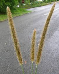 Image result for Setaria longiseta