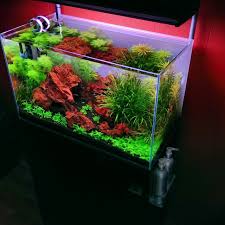 60p Club Pushing Na S Status Further Page 2 Cool Fish Tanks Aquarium Design Planted Aquarium