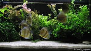 Care Guide For Discus Fish – The King Of The Freshwater Aquarium – Aquarium  Co-Op