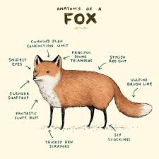 Sophie Corrigan Auf Instagram Anatomy Of A Fox Fox Art Print By Sophie Corrigan Fox Art Print Fox Art Fox Illustration
