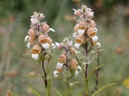 Espostoa lanata is a columnar, densely hairy cactus, covered by a warm, woolly coat and well adapted to high plants tend to quickly fill the pots becoming pot bound and then growth slows to a crawl. Digitalis Lanata Identification Distribution Habitat