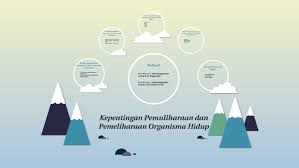 Karena bersifat perawatan, pengeluaran tersebut tidak menaikkan nilai aktiva tetap secara langsung (maintenance). Kepentingan Pemuliharaan Dan Pemeliharaan Organisma Hidup By Aiman Safwan