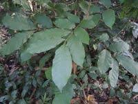 Image result for Lecaniodiscus