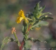 Image result for Oenothera indecora
