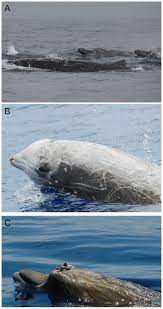 Mammal species of the world. Example Species Of Beaked Whales Occurring In The California Current Download Scientific Diagram