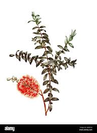 Image result for Melaleuca hypericifolia