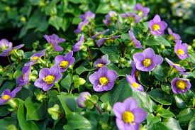 Image result for Exacum