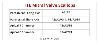 Mitral Scallops Summary Table Transthoracic Echo Tte Mitral Valve Valve Cardiac Sonography