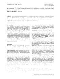 Image result for Cyperus chersinus