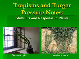 Some analytical results are supported by prior experimental research. Tropisms And Turgor Pressure Notes Stimulus And Response In Plants Ppt Video Online Download