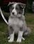 Large Long Haired Dog Breeds