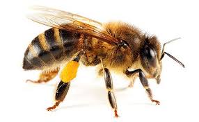 A zapper can get rid of bees, but only the ones flying around you. Honey Bees Swarming Around Your House Contact Urban Wildlife Control For Honeybeeremoval Visit Us Http Www Urbanwildlife Bee Bee Removal Honey Bee Hives