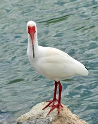 White Bird With Big Eyes Pin On Ibis Siren Mnemonic Muse
