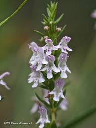 Image result for Satureja