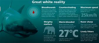 Ultimate Guide To Australian Sharks Australian Geographic