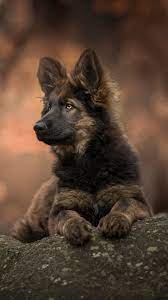 Animal German Shepherd 1080x1920 Mobile Wallpaper Shepherd Puppies German Shepherd Puppies German Shepherd Dogs