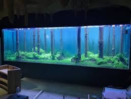 Now i have a lot of fish. Diy Fish Tank Decorations Themes Aquascaping Fresh Water Decor Ideas Small Aquascaping Homemade Creative Aquascaping Coo Aquarium Fische Aquarien Aquaristik