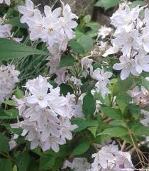 There's something clean and pure about white flowering shrubs. 5 Scented Flowering Shrubs For A Midsummer Garden Garden Designer