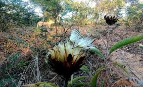 Image result for Pleiotaxis