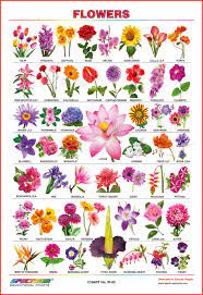 * flowers name in english pdf file download karne ke liye is link par click kare. Buy Spectrum Educational Mini Wall Chart Set Of 8 Set 26 Marathi Mulakshare Map Of India Animals Birds Flowers Numbers 1 100 Transport Means Of Communications Book Online At