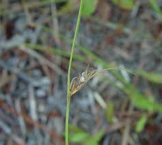 Image result for Scleria pooides