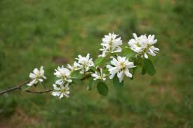 Image result for Amelanchier alnifolia