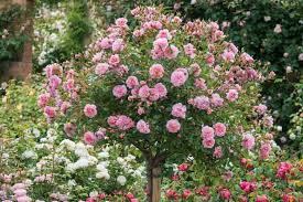 If you know the name of the rose you want, it's fastest to search for it in the search bar above, but if you are looking for inspiration then every rose we sell (and have sold in the past) is listed below. Underplanting Roses Companion Plants For Roses