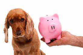 How Much To Tip Your Dog Groomer A Groomer Tells Her Story Playbarkrun
