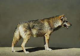 Marzio Tamer Italian Wolf Tempera On Board Cm 42 X 60 Realism Landscape Nature Figurative Conte Hyperrealistic Art Representational Art Dog Portraits